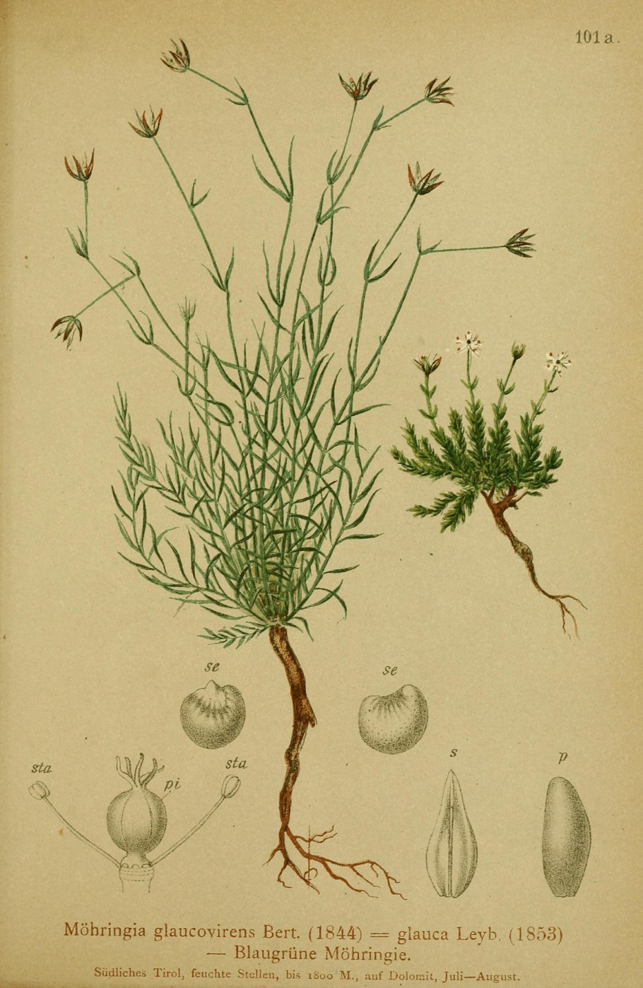 Мшанка шиловидная sagina subulata