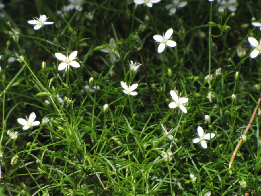 Moehringia ciliata