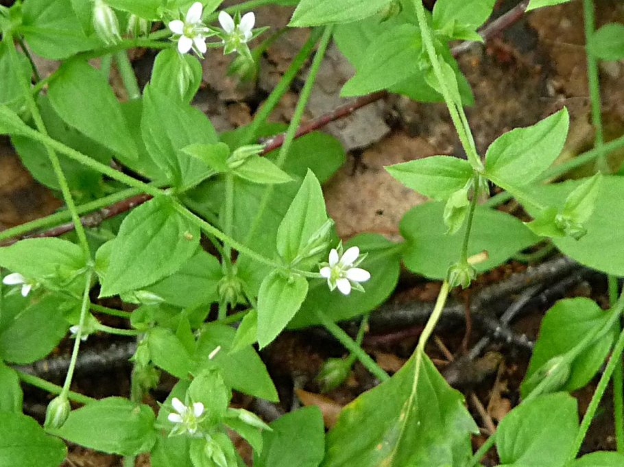Звездчатка средняя мокрица