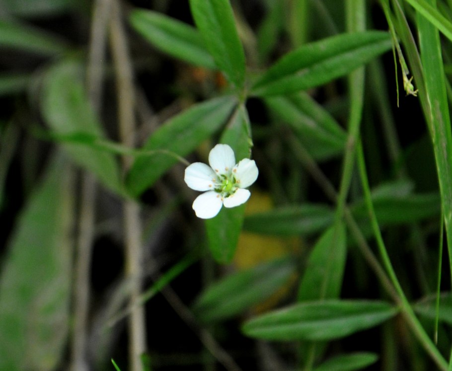 Мерингия трёхжилковая (Moehringia trinervia)