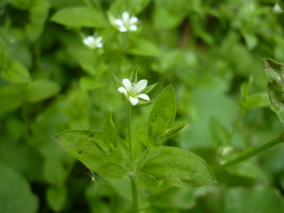 Мерингия трехжилковая (Moehringia trinervia)