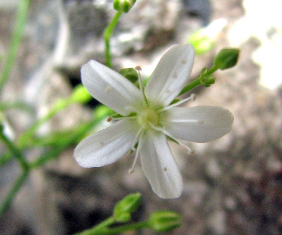 Eremogone saxatilis