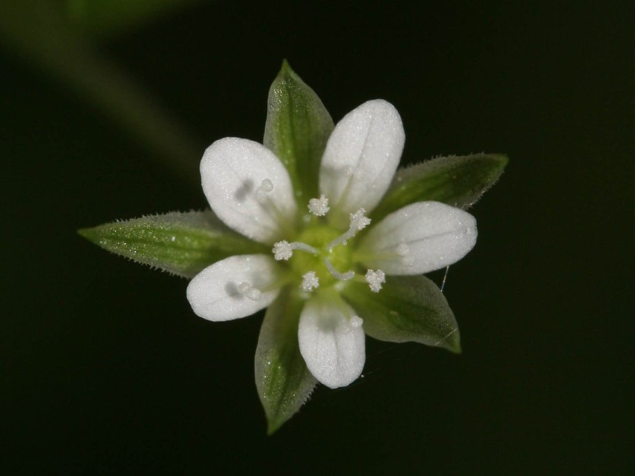 Cerastium fontanum