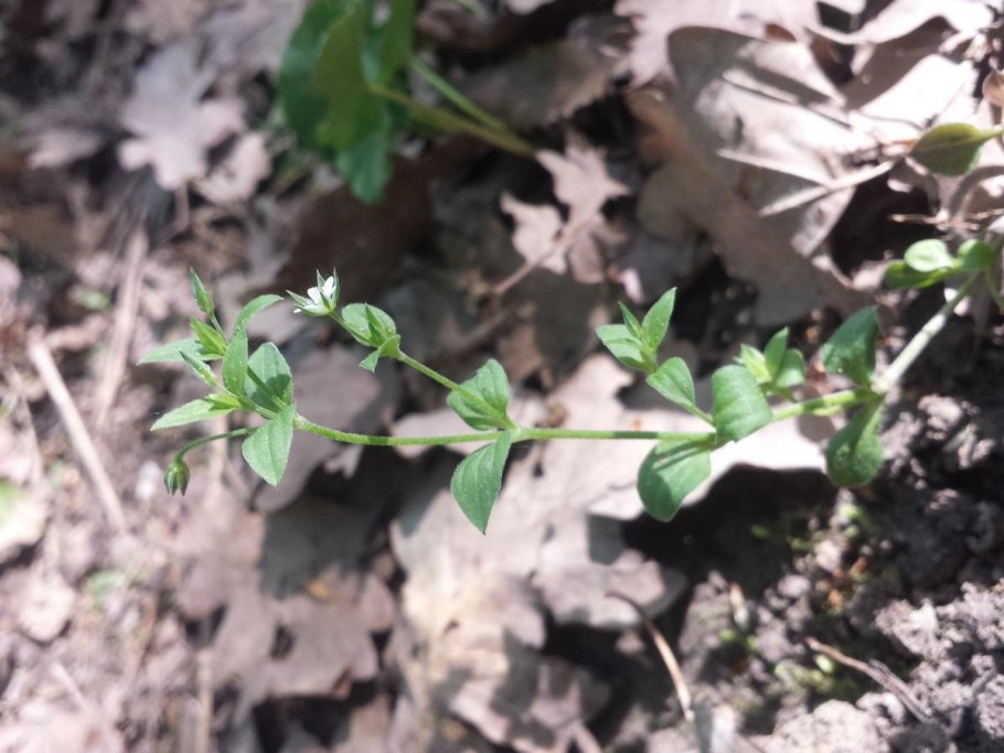 Звездчатка средняя мокрица