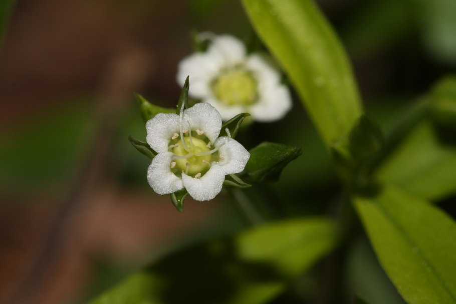 Moehringia macrophylla