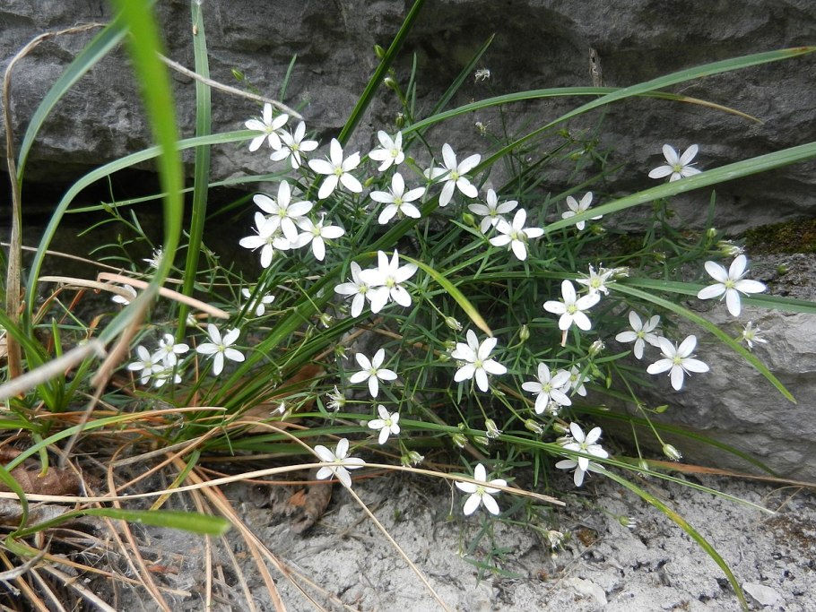 Ornithogalum umbellatum
