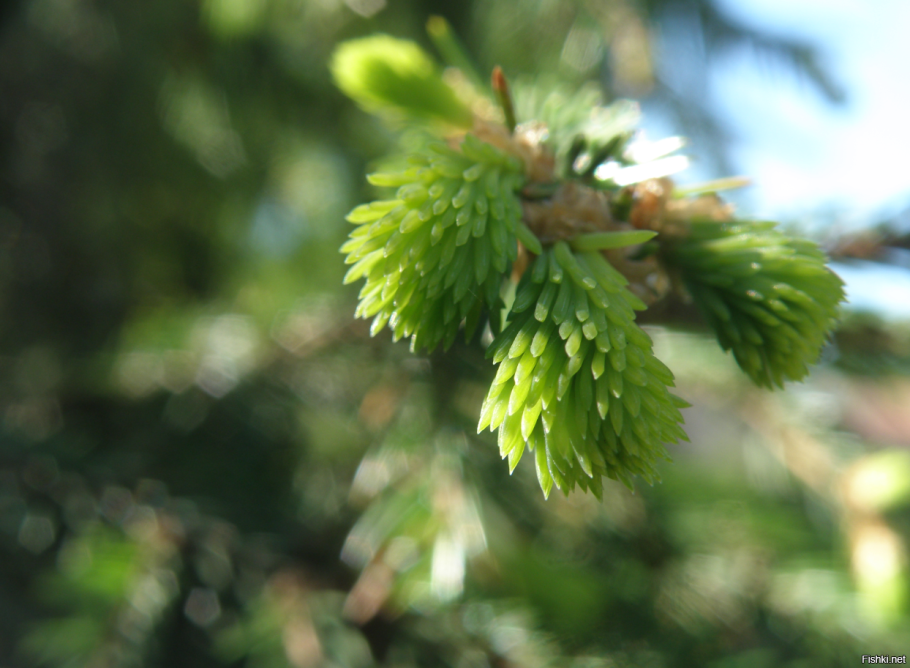 Ель Оморика хвоя