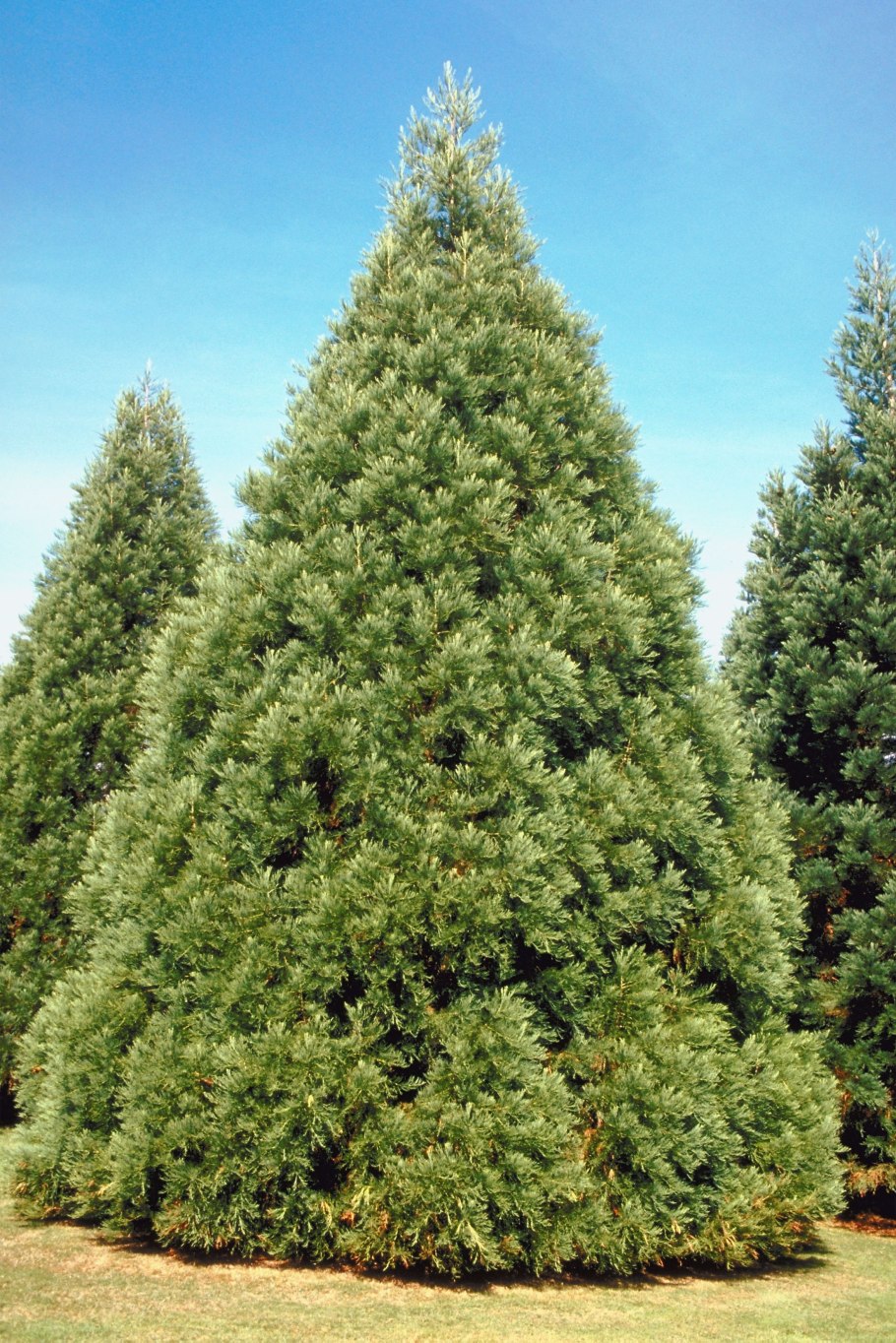 Sequoiadendron giganteum