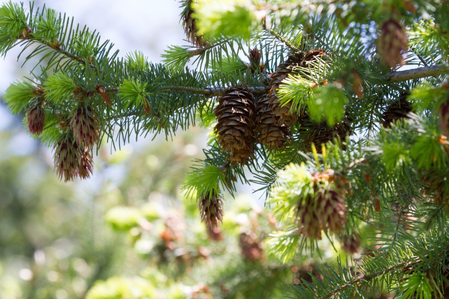 Ель Бревера (Picea omorika )
