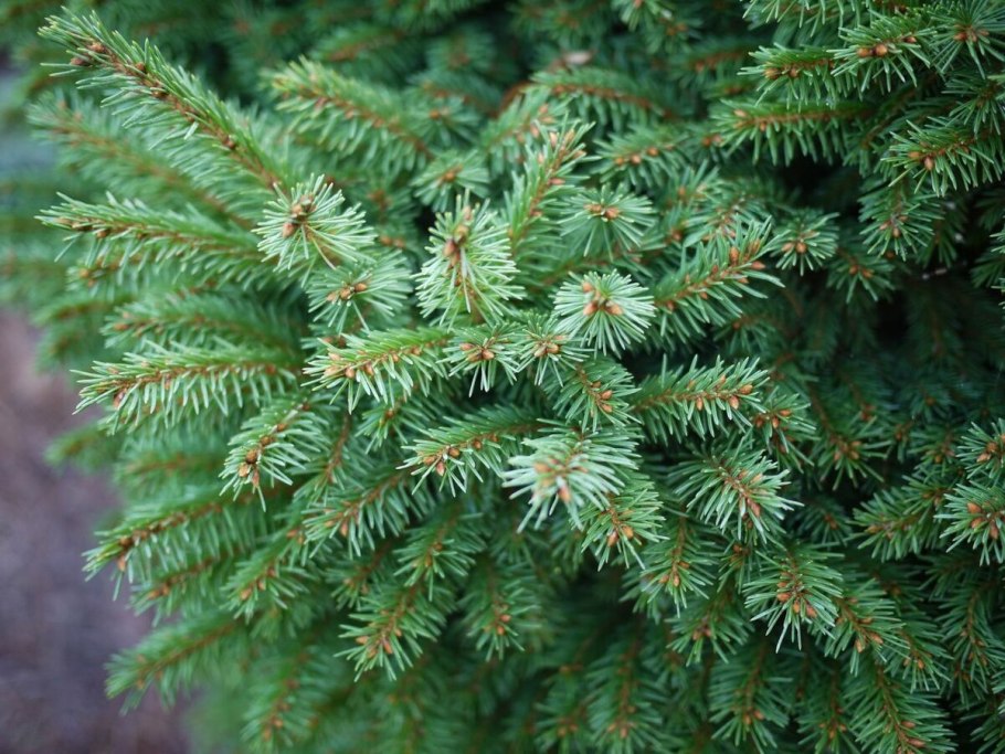 Picea excelsa