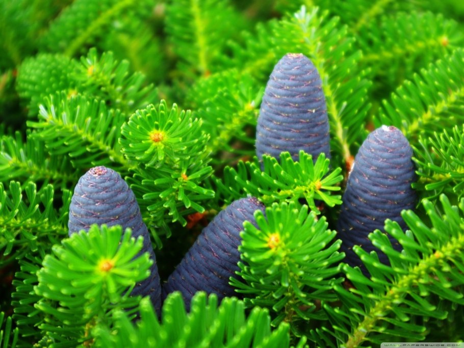 Пихта сибирская шишки