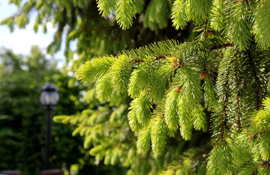 Ель Сибирская Picea obovata