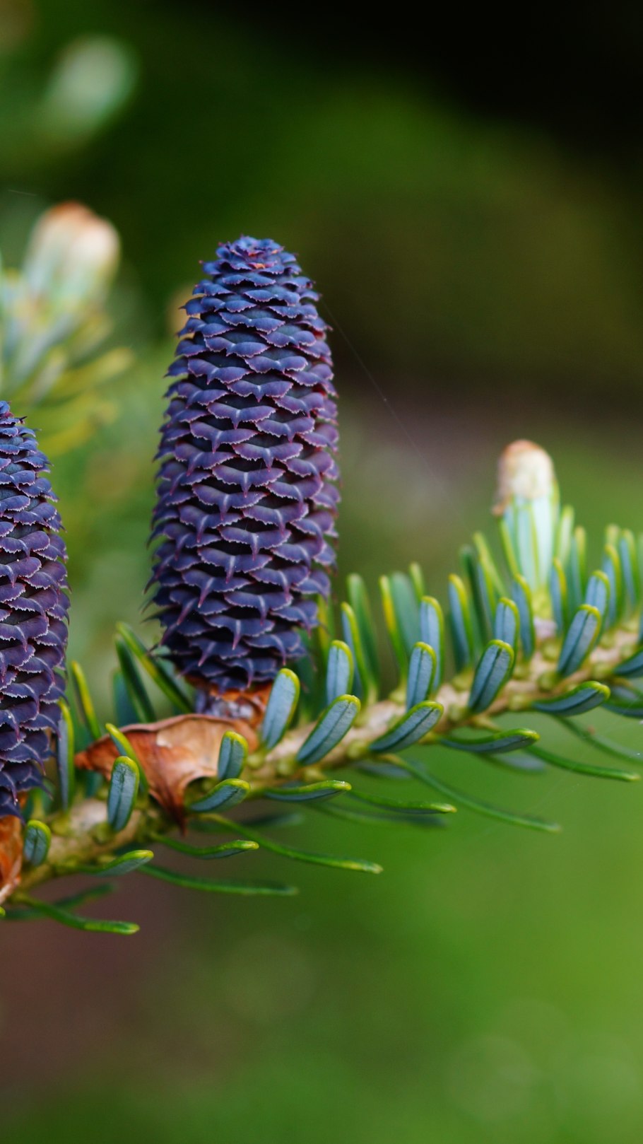 Пихта Нордмана 4 метра