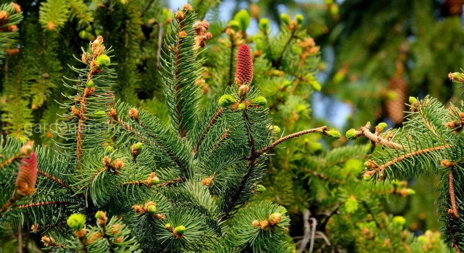 Ель обыкновенная Максвелли шишки
