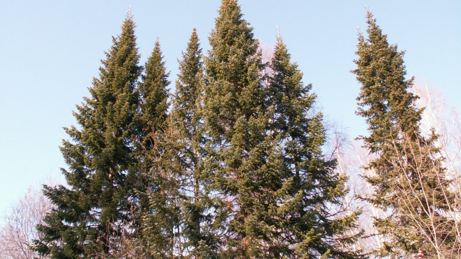 Ель европейская Picea Abies