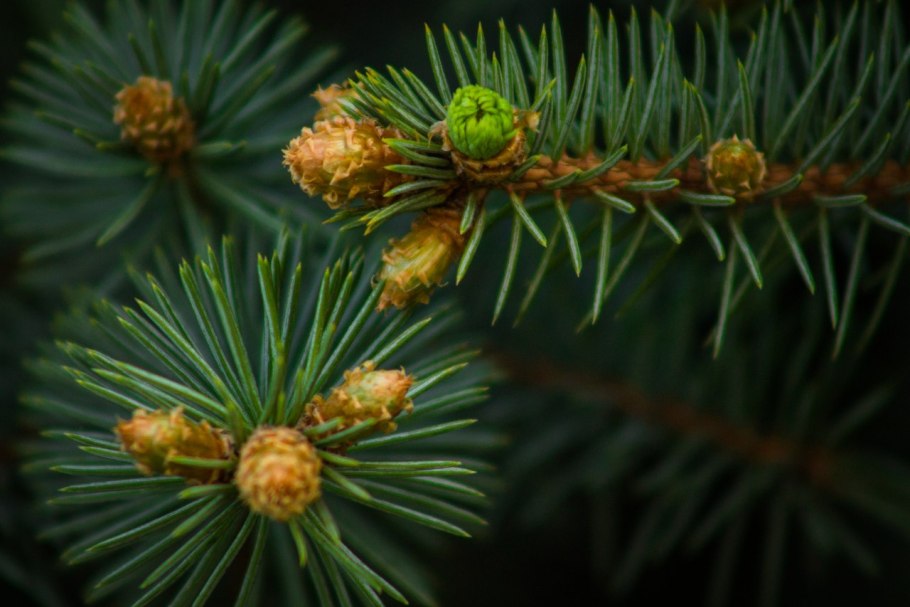 Лиственница Сибирская Larix sibirica