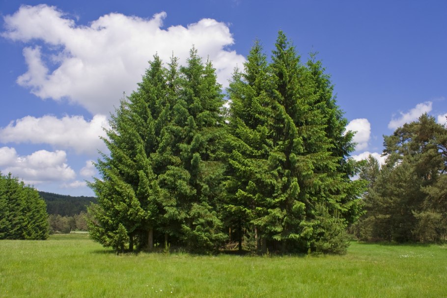 Picea Abies (ель обыкновенная) 'Cupressina'