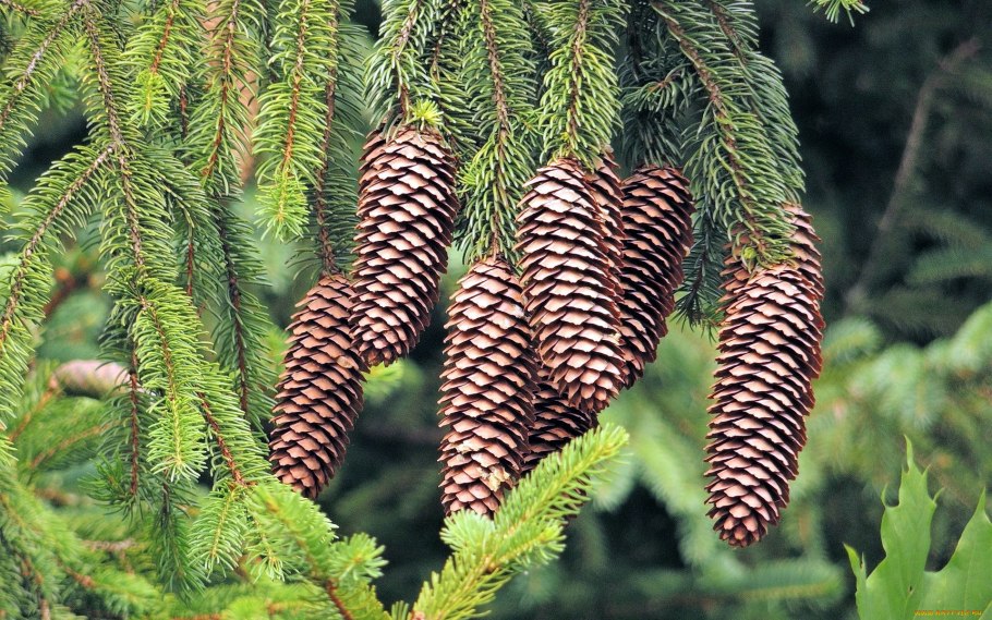 Ель сибирская picea obovata