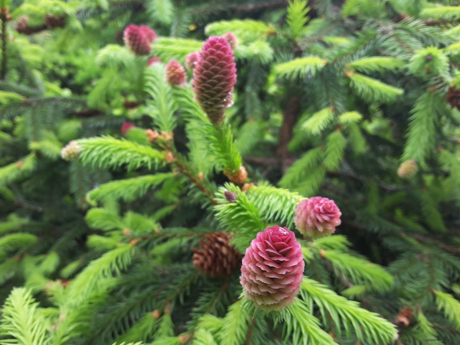 Ель эльгенмана