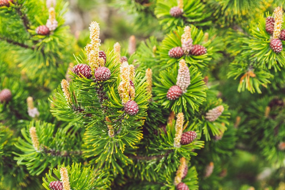 Picea Abies ель Норвежская