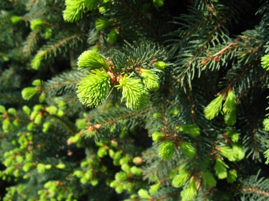 Picea abies cupressina
