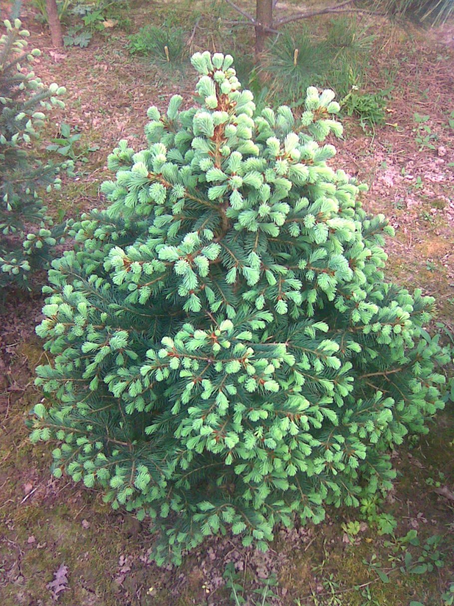 Ель энгельмана глаука