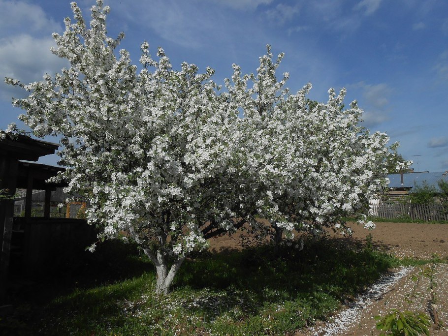 Лист яблони дички