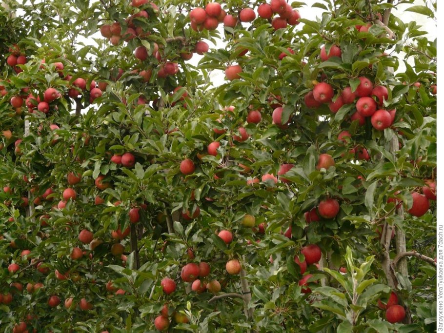 Цветения яблоня Ранет