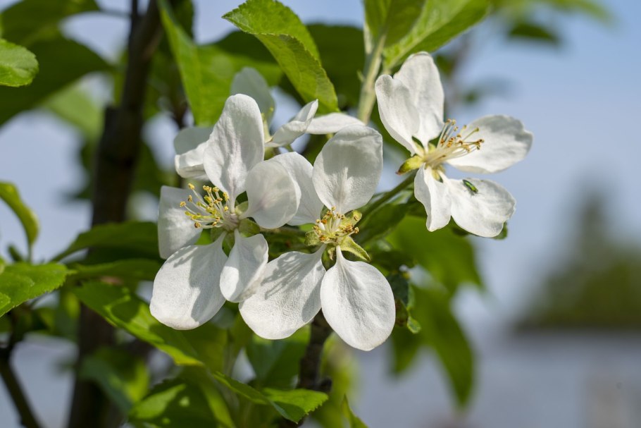 Яблоня с зелеными вытянутыми плодами