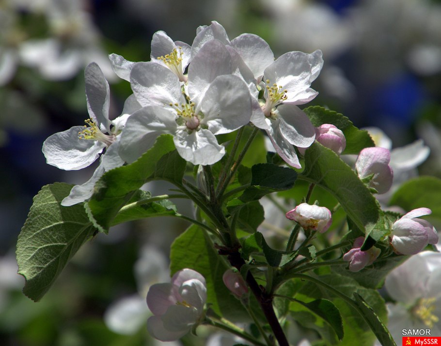 Цветы яблони дички