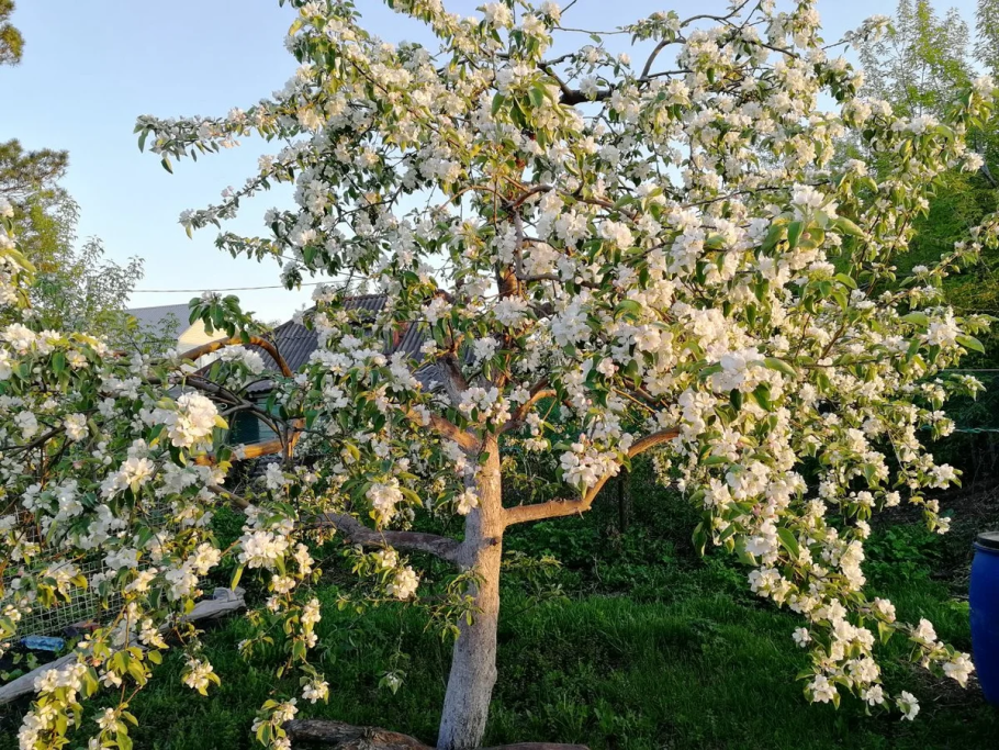 Сливовая плодожорка на вишни