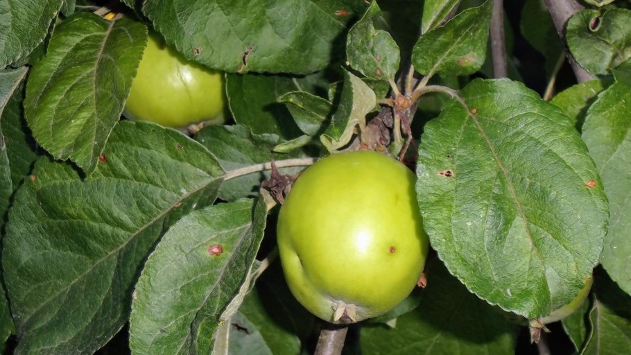 Яблоня Восточная (Malus orientalis Uglitzk.)