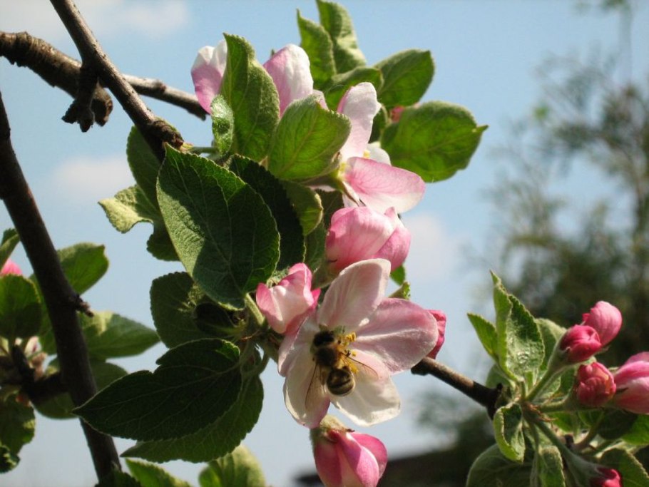 Дикая яблоня цветение