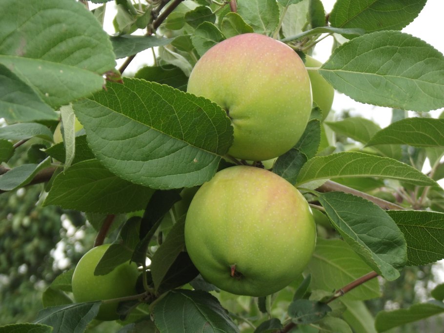 Яблоня Лесная (Дикая) (Malus Sylvestris)