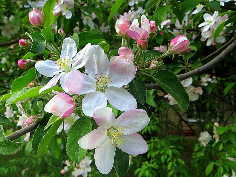 Яблоня весной