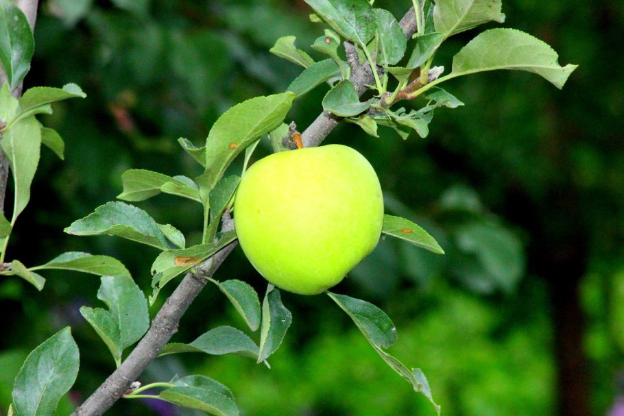 Яблоня Восточная (Malus orientalis Uglitzk.)