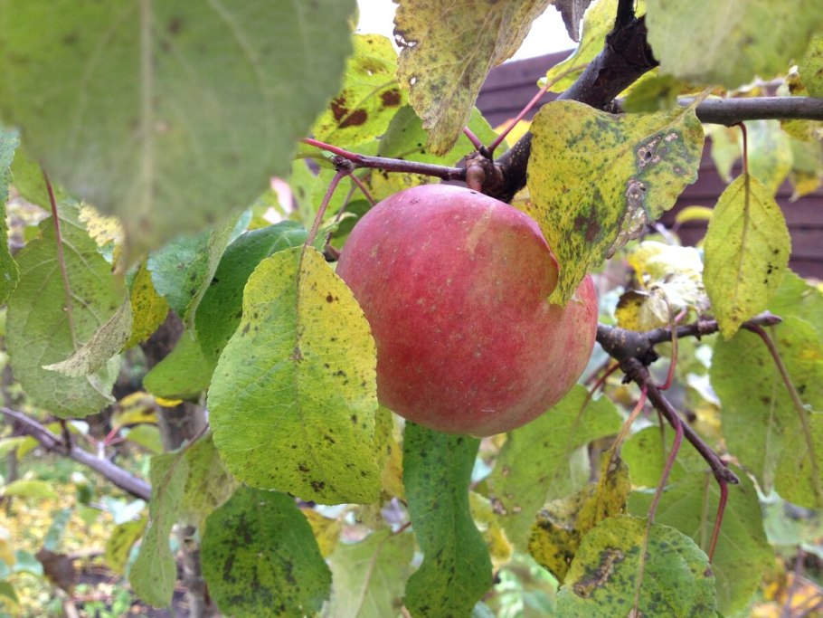 Китайская яблоня Вирджиния