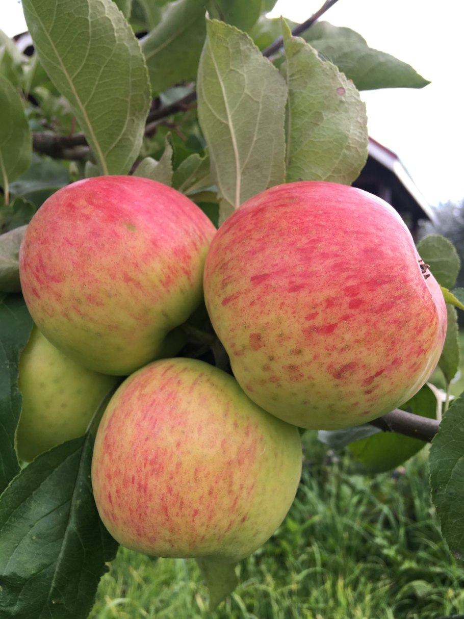 Яблоня сорт яблочный спас