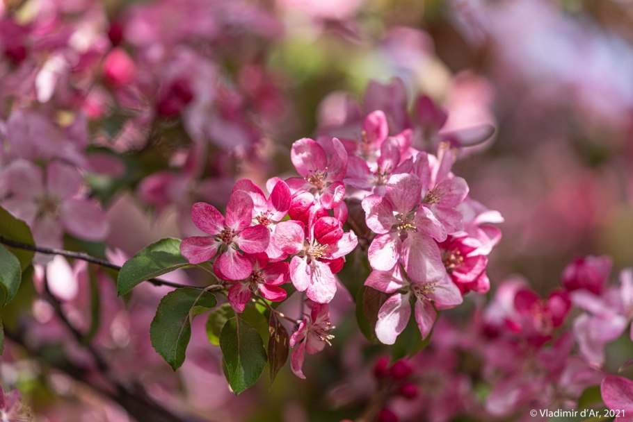 Дикая яблоня Сиверса