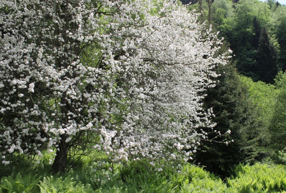 Яблоня маньчжурская Malus mandshurica