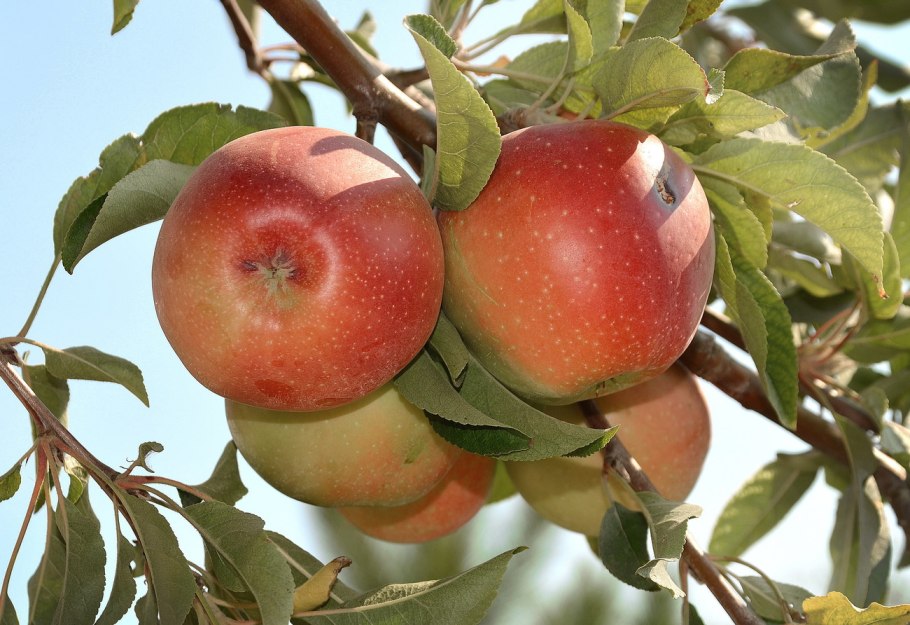 Яблоня Файерсайд