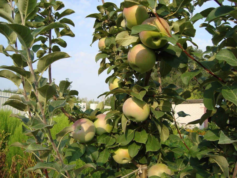 Яблоня колоновидная президент