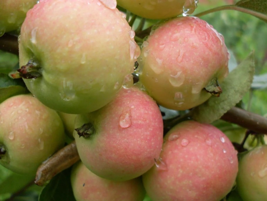 Яблоня Максимус