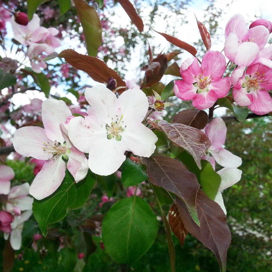 Яблоня хубейская