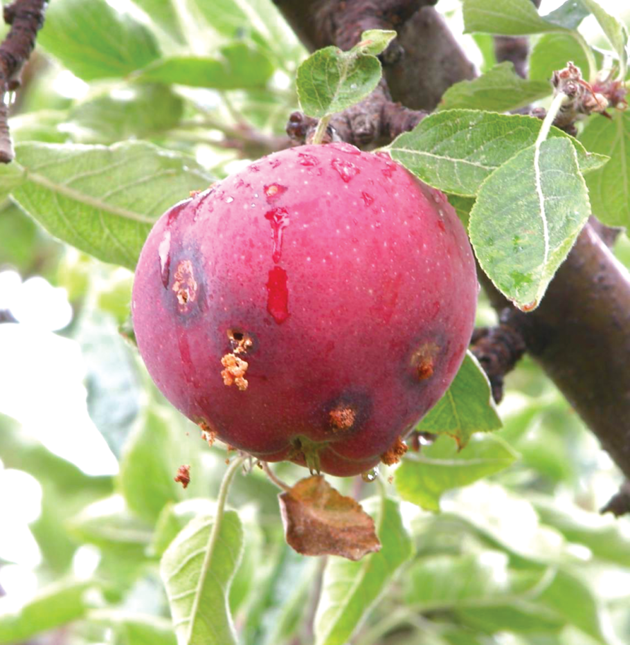 Яблоня сорт яблочный спас