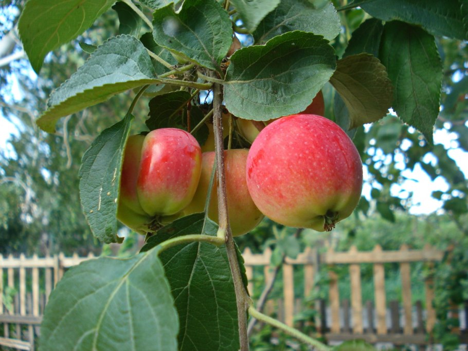 Яблоня Марина