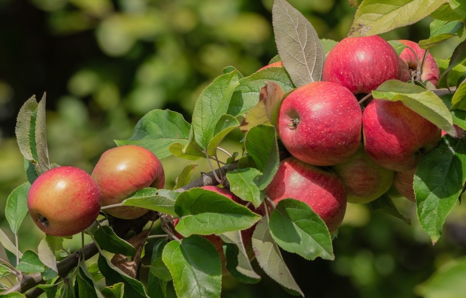 Голден рейнджерс яблоня