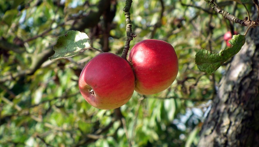 Яблоня апорт кроваво красный
