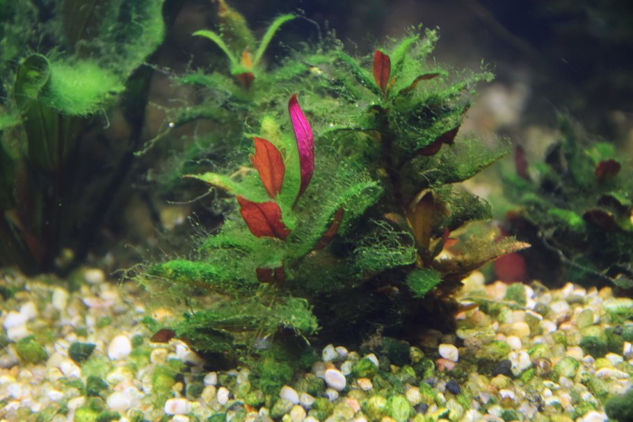 Нитчатка спирогира