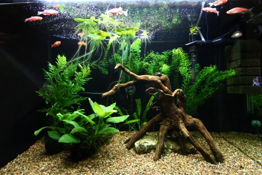 Водоросли в аквариум